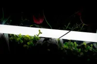 Неоновая лента N2360 4000K 16Вт/м 24В 5м IP66 360° SWG