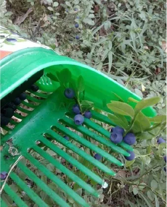 Комбайн "Черника" для сбора ягод ПЛАСТИК